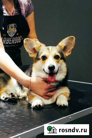 Груминг стрижка собак и кошек Нижний Новгород - изображение 1