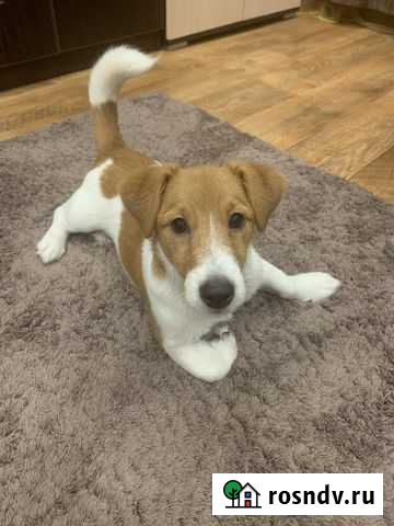 Вязка собак Новый Уренгой - изображение 1