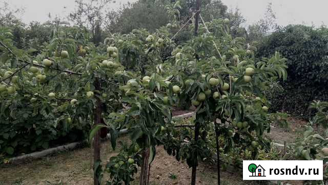 Обрезка плодовых деревьев и кустарников Севастополь - изображение 1