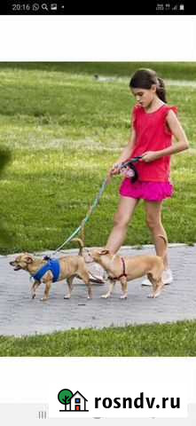 Выгуляю Вашего хвостика Валуйки - изображение 1