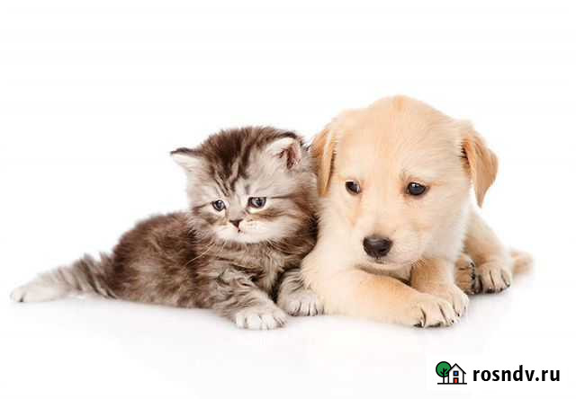 Гигиеническая стрижка животных, кастрация на дому Волгоград - изображение 1