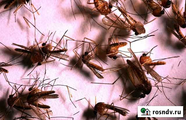 Обработка от насекомых, грызунов, плесени Уфа - изображение 1