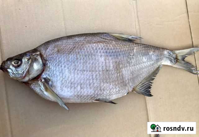 Лещ Цимлянский Ростов-на-Дону - изображение 1