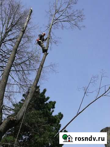 Спил,кронирование и валка деревьев Судогда - изображение 1
