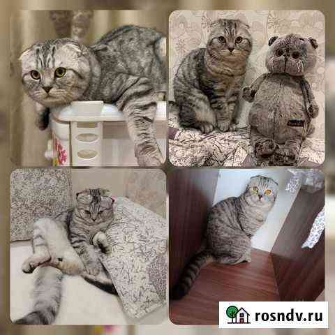 Шотландский вислоухий котик пригласит кошечку Хабаровск