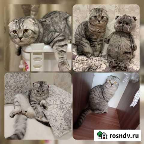 Шотландский вислоухий котик пригласит кошечку Хабаровск - изображение 1
