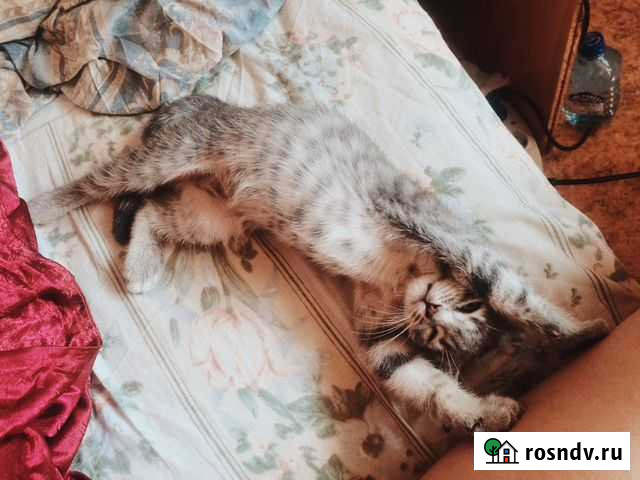 Передержка животных, котоняня Москва - изображение 1