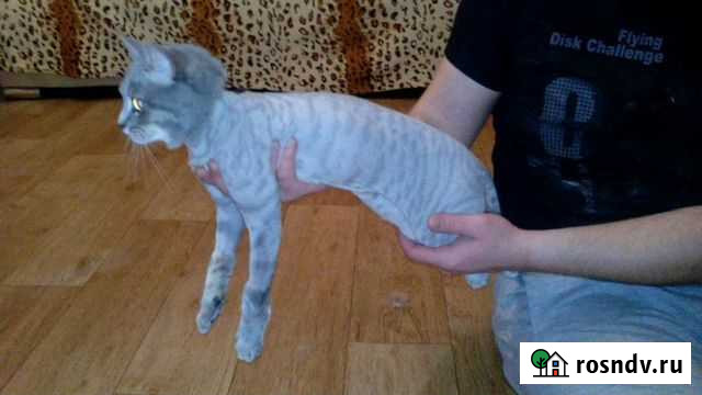 Груминг, стрижка котов Нефтеюганск - изображение 1