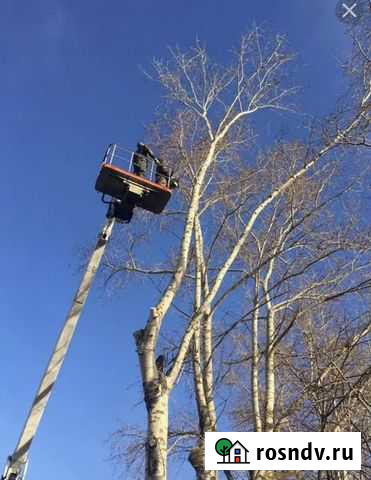 Спил деревьев Шахты - изображение 1