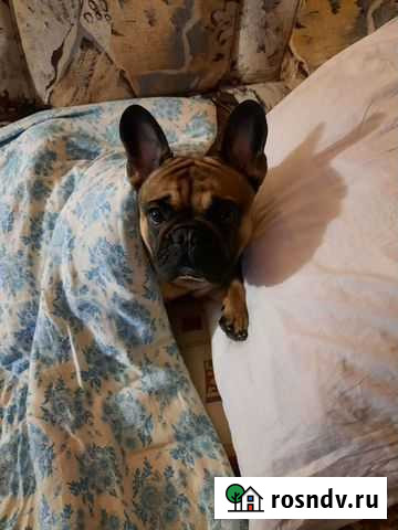 Французский бульдог для вязки Псков - изображение 1