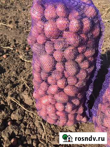 Картофель домашний Воронеж - изображение 1