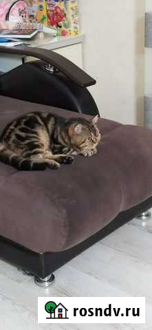 Кот ищет кошечку, паспорт имееться мраморный шотла Казань - изображение 1