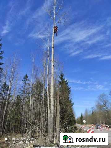 Спилить дерево,расчистка участка,обрезка деревьев Вырица - изображение 1