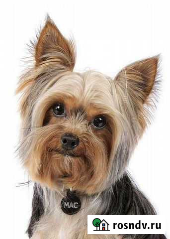 Выгул собак Йошкар-Ола - изображение 1