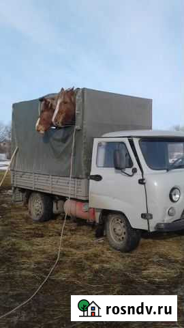 Перевозка с/х животных. Грузоперевозки Бийск - изображение 1