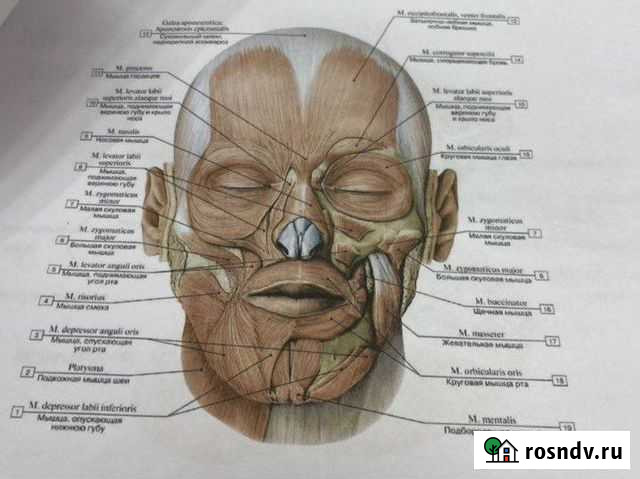 Скульптурно-буккальный массаж лица Чита - изображение 1