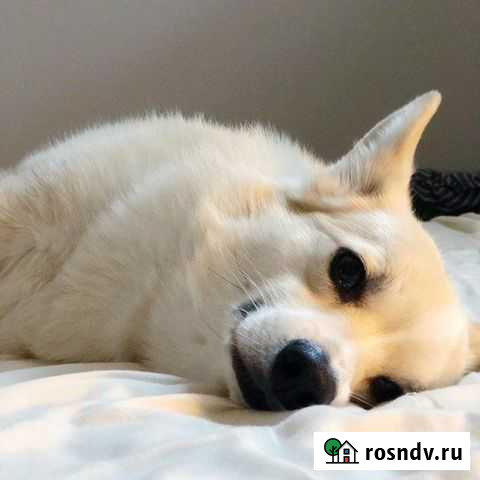 Выгульщик собак Москва - изображение 1