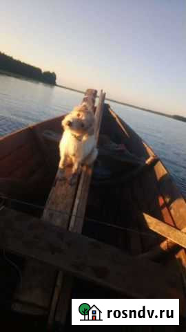 Молодой кобель ищет подругу Боровичи - изображение 1