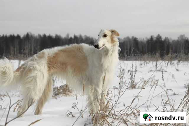 Фотосессия с борзыми Екатеринбург - изображение 1