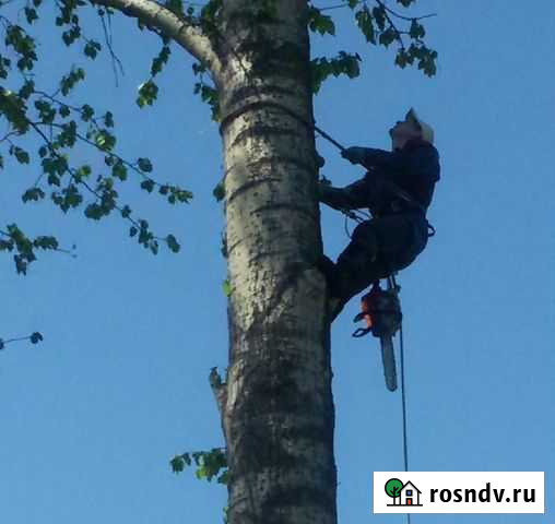 Спил деревьев Чкаловск - изображение 1