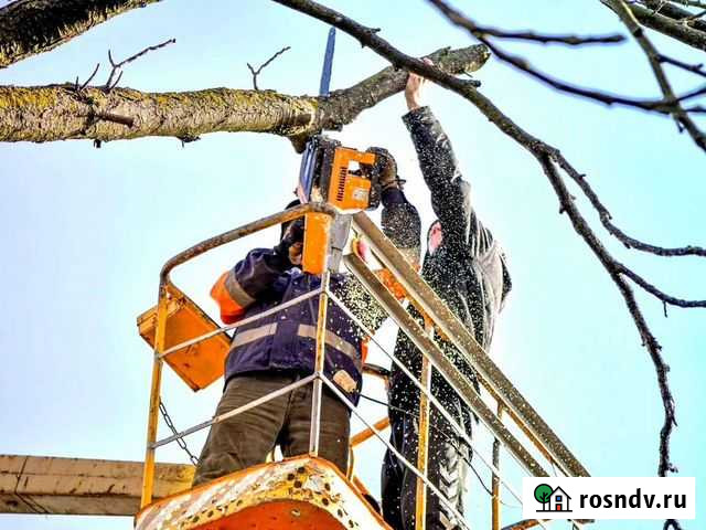 Обрезка деревьев Воронеж - изображение 1