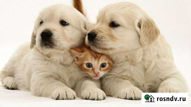 Ветеринарный врач Рубцовск - изображение 1