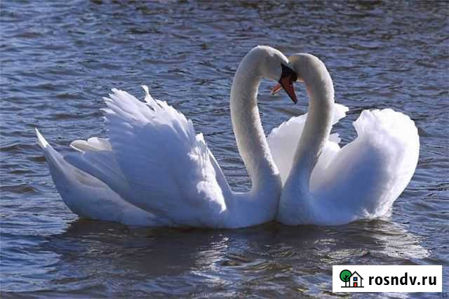 Служба знакомств Верность Бийск - изображение 1