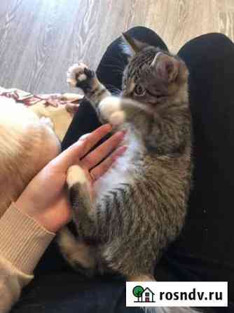 Передержка для кошки/кота Тюмень