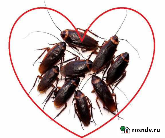 Уничтожение кротов, клопов, комаров, гарантия Воронеж - изображение 1