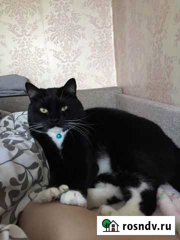 Стерилизация и кастрация кошек и собак, вакцинация Екатеринбург - изображение 1