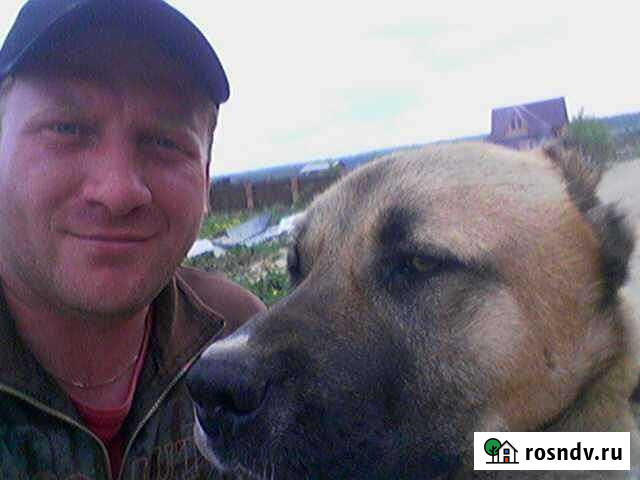 Дрессировка и передержка собак Бийск - изображение 1