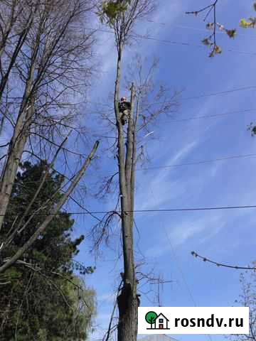 Спил,кронирование и валка деревьев Суздаль - изображение 1