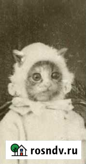 Выгул животных Владимир - изображение 1