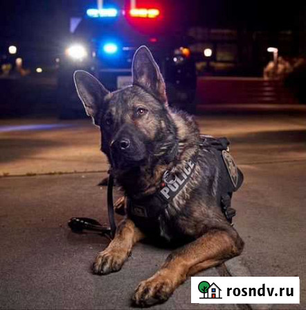 Дрессировка собак Красноярск - изображение 1