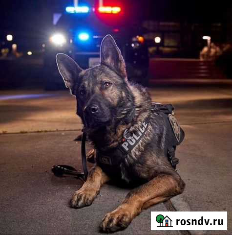 Дрессировка собак Красноярск - изображение 1