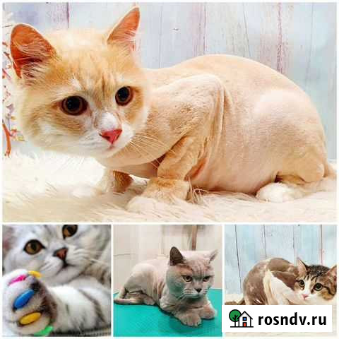 Стрижка кошек. Можно не налысо. Более 200 отзывов Новосибирск - изображение 1