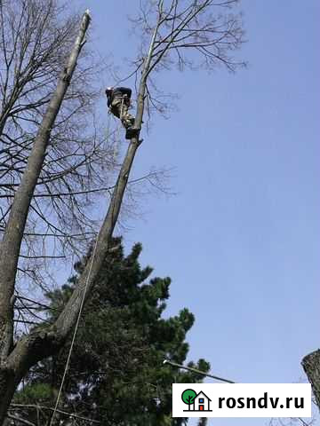 Спил,кронирование и валка деревьев Владимир - изображение 1