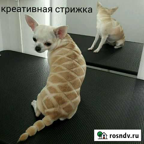 Стрижка собак и кошек, у/з чистка зубов Москва - изображение 1