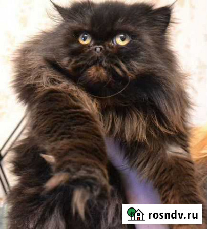 Стрижка кошек любой сложности Мурманск - изображение 1