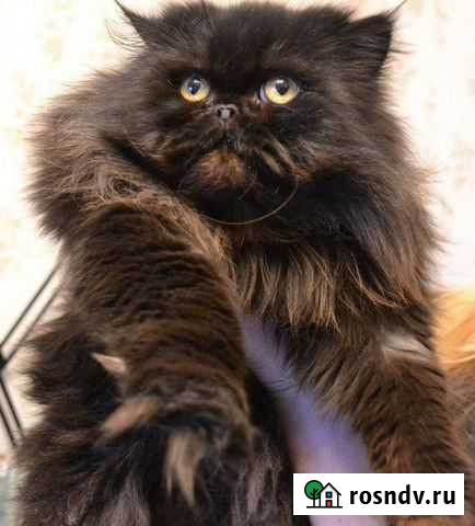 Стрижка кошек любой сложности Мурманск - изображение 1