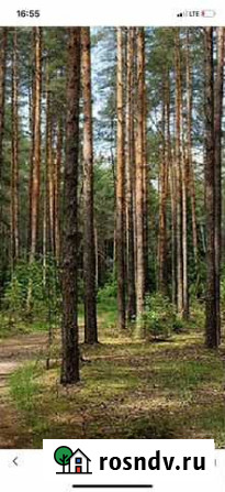 Купить лес на корню Курган - изображение 1