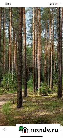 Купить лес на корню Курган - изображение 1