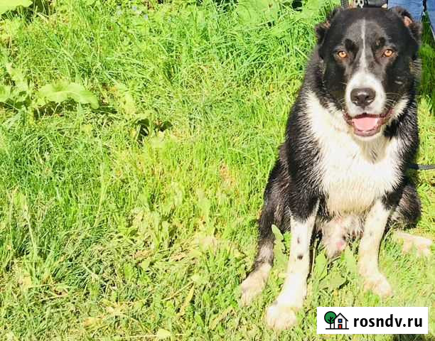 Вязка алабай Железногорск - изображение 1