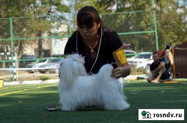 Кобель Мальтезе для вязки Чайковский - изображение 1