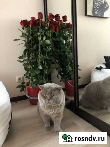 Вязка.кот британец Вологда - изображение 1