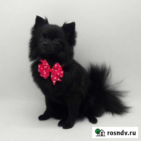 Стрижка собак и кошек Жуковский - изображение 1