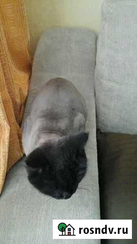 Грумминг кошек и собак Мурмаши - изображение 1