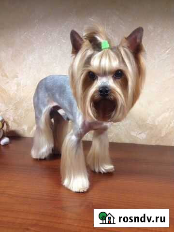 Стрижка собак Калининград - изображение 1