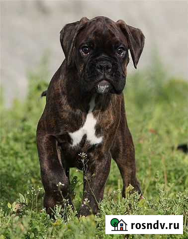 Возьму животное на время отсутствия хозяев Мончегорск - изображение 1