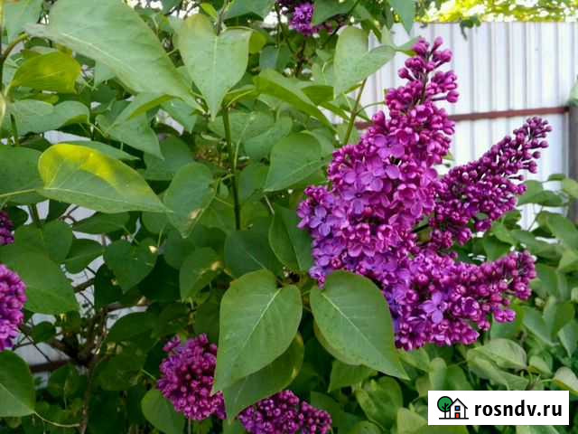 Передержка собак Калининград - изображение 1